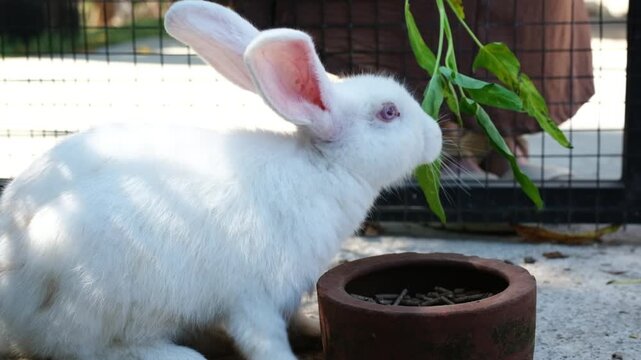 A close-up of a cute white rabbit eating vegetables.