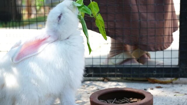 A close-up of a cute white rabbit eating vegetables.
