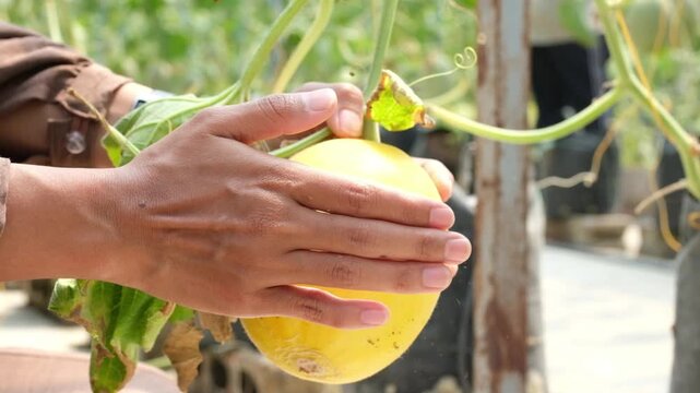 A woman's hand checks a yellow melon on the vine to see if it is ready for harvest. Melon care in a greenhouse.
