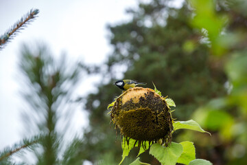 A titmouse on a sunflower is eating seeds in the garden. © fototema