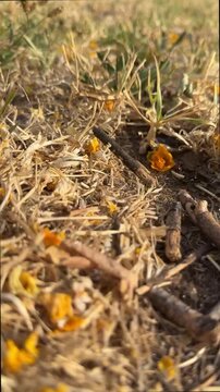 Low ground-level pan along dry grass bed with scattered yellow petals and emerging green shoots in warm golden-hour sunlight, textured soil and shallow depth of field