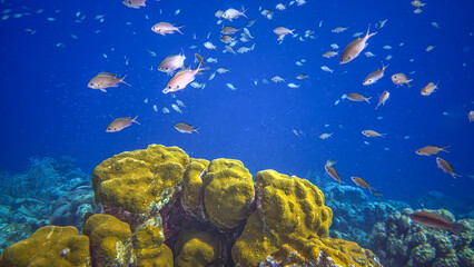 Caribbean coral garden, underwater Bonaire © John Anderson