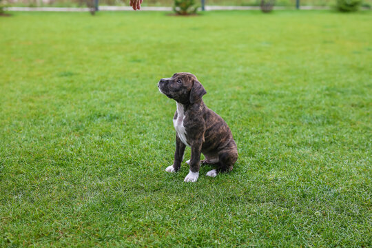 Portrait of a sitting brindle puppy on a green lawn.