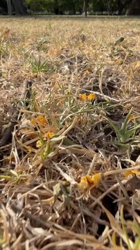 Ground level pullback over dry grass showing emerging green shoots, scattered yellow petals, and detailed soil texture under warm sunlight for spring resilience