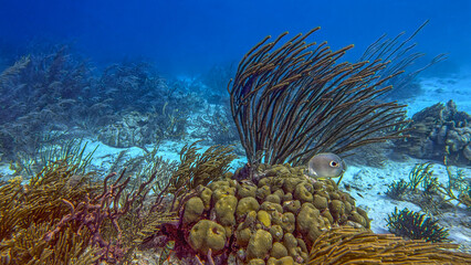 Caribbean coral garden, underwater Bonaire © John Anderson