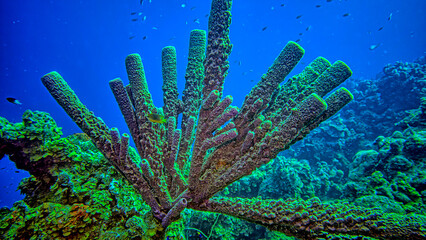 Caribbean coral garden, underwater Bonaire © John Anderson