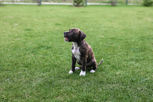 Portrait of a sitting brindle puppy on a green lawn.