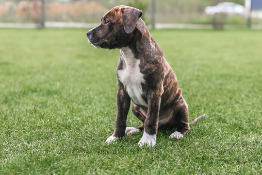 Portrait of a sitting brindle puppy on a green lawn.