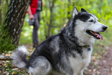 A husky sits on a leash next to its owner in the forest. © fototema