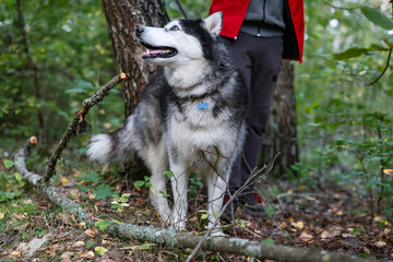 A husky sits on a leash next to its owner in the forest. © fototema
