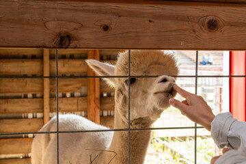 Child gently stroking a llama's nose through a wire fence at a zoo, heartwarming animal interaction and family wildlife experience © Juli