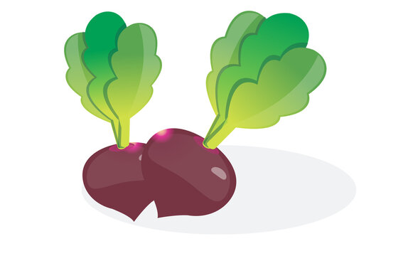 vector illustration of two beetroots (and radishes), maintaining the same clean and modern.