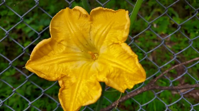 Bright Yellow Pumpkin Blossom Growing on Climbing Vine Along Garden Fence