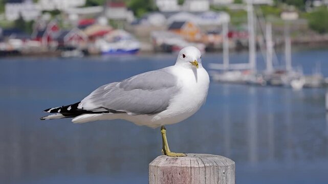 Seagull in front of the small town of Reine in the Lofoten Islands in Northern Norway.