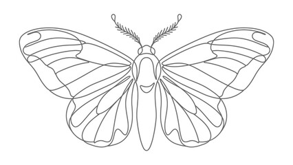 Fototapeta premium Line Art Butterfly Illustration: A detailed line drawing of a butterfly, showcasing the intricate patterns of its wings and body, perfect for creative projects.