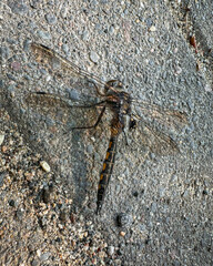 Spiny baskettail dragonfly (Epitheca spinigera) resting with its transparent wings spread across a rough concrete surface. © Spencer Pavia