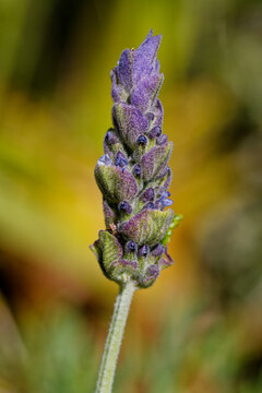 Fleur de lavande