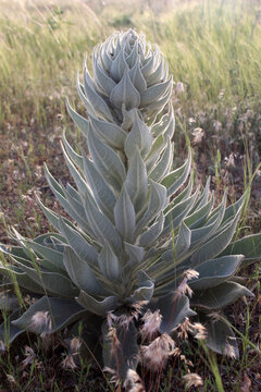 Mullein plant (Verbascum thapsus). Plant background.