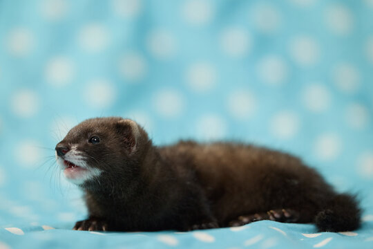Adorable eight week old ferret pup resting on blue fabric with white polka dots