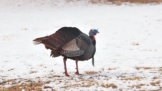 Wild Turkey in the the snow in Minnesota