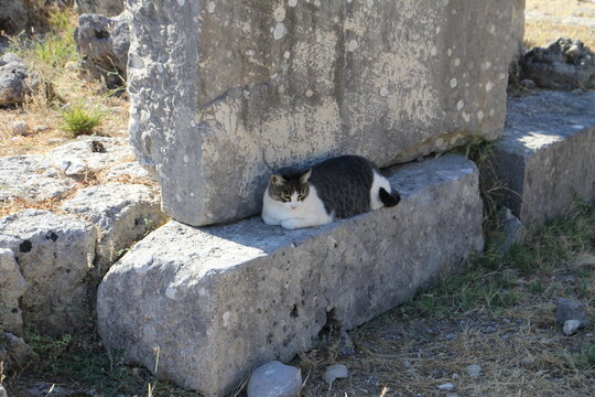 sphinx