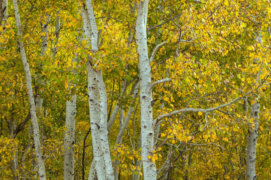 fall aspens 