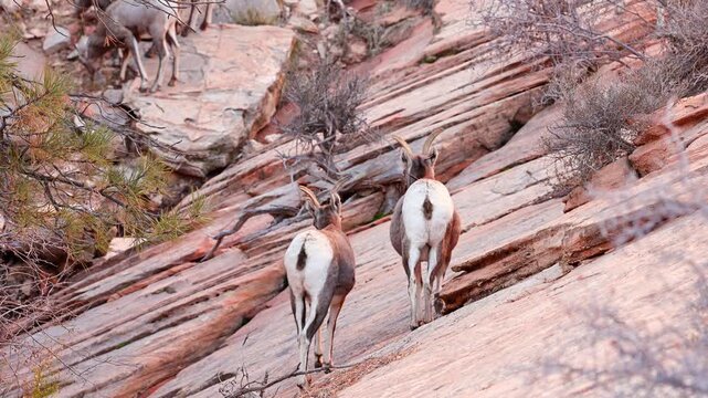 Wild Bighorn Sheep in Zion National Park. Utah, USA.