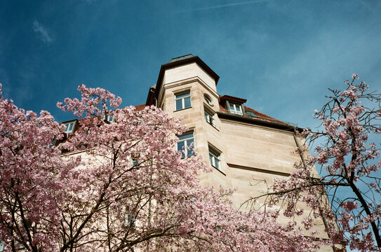 Pink spring blossoms framing a classic European building facade