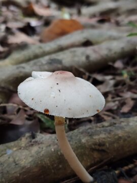 Naturethemed designs, this microstock asset captures a single pale mushroom surrounded by earthy brown stems and dry foliage. Rich forest floor growth.