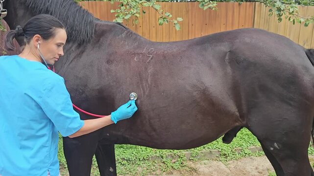Veterinarian checking horse health and wellness during examination