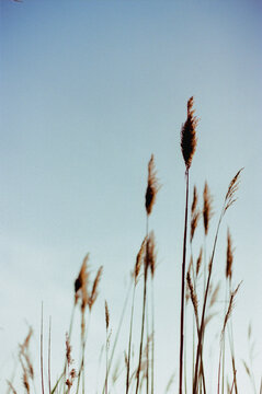 Grass by the Ocean