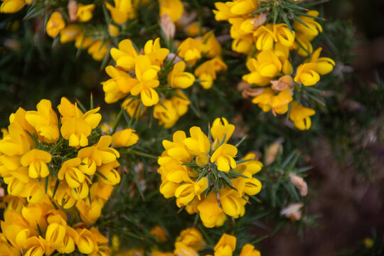  Close up of common gorse bright yellow flowers