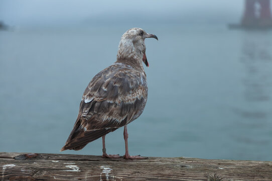 juvenile gull open mouth