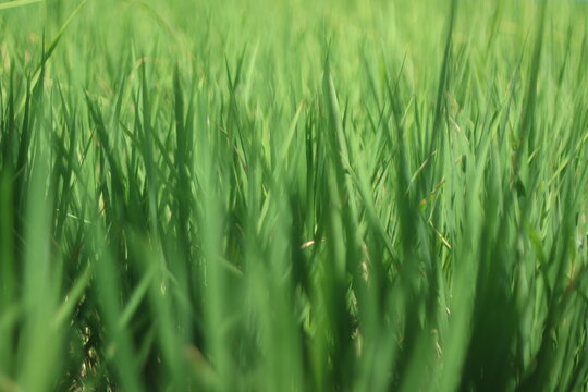 Lush green grass blades in a dense meadow suitable for naturethemed designs, ecofriendly concepts, or gardening brochures. Healthy natural growth.