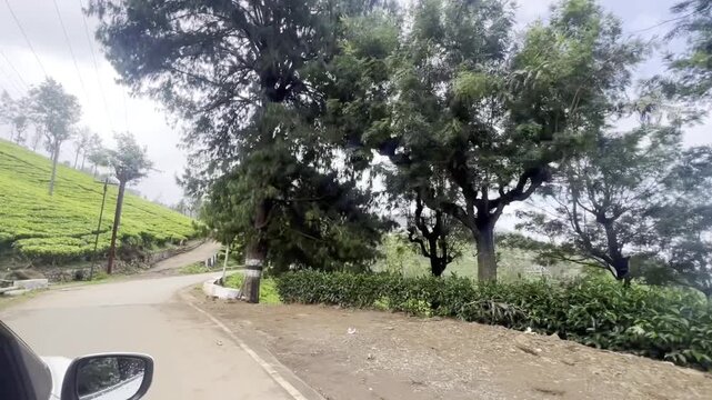 Scenic drive along a winding road through lush green tea plantations and tall trees on rolling hills, showing peaceful countryside scenery, plantation farming and a refreshing highland travel journey.