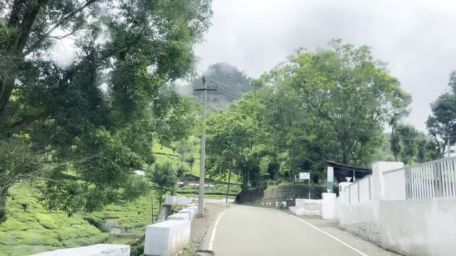 Scenic drive along a winding road through lush green tea plantations and tall trees on rolling hills, showing peaceful countryside scenery, plantation farming and a refreshing highland travel journey.