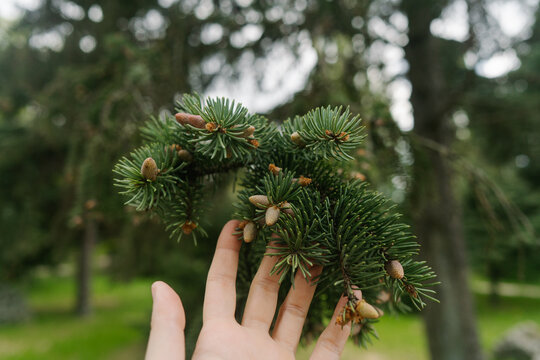 Gentle touch of fresh evergreen foliage