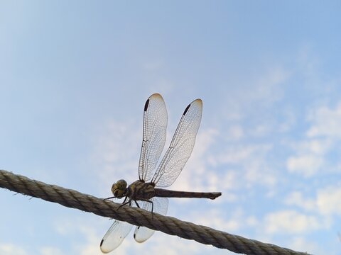 Dragonfly perching on a rope against blue sky(Capung hinggap di tali dengan latar belakang langit biru)