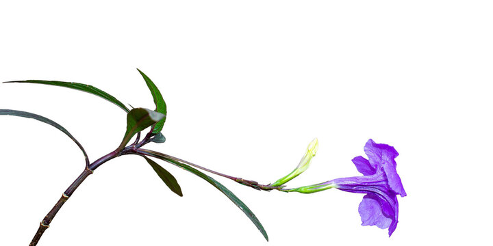 Blooming Purple Mexican Petunia Ruellia Simplex Flower Stem Isolated on Transparent Background PNG