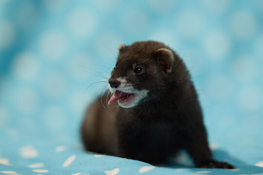 Adorable eight week old ferret pup resting on blue fabric with white polka dots