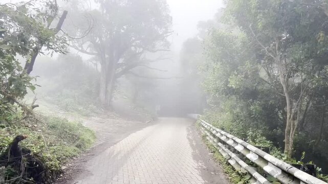Misty mountain road winding through dense green forest with guardrails and tall trees, disappearing into thick fog, creating a serene highland travel scene with atmospheric weather and natural beauty.