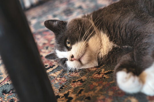 Domestic cat relaxing on carpet looking at observer