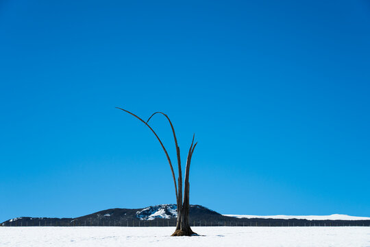 Bare Tree in Snowy Field