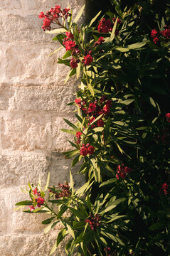 Wallflowers