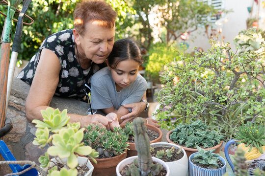 Grandmother And Granddaughter Examining Succulents Together
