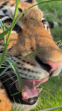 Close-up portrait of a majestic  tiger in natural habitat