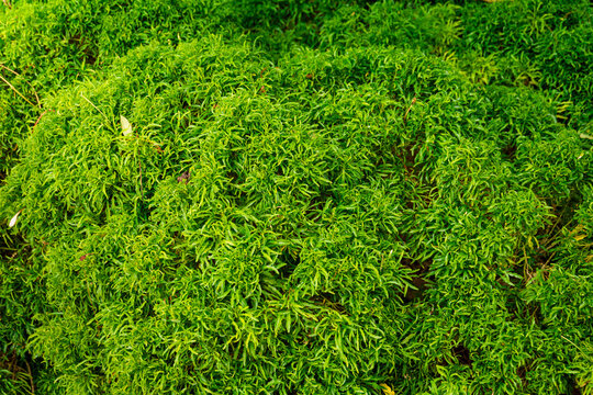 Close-up texture of a lush, vibrant green Ming aralia bush.