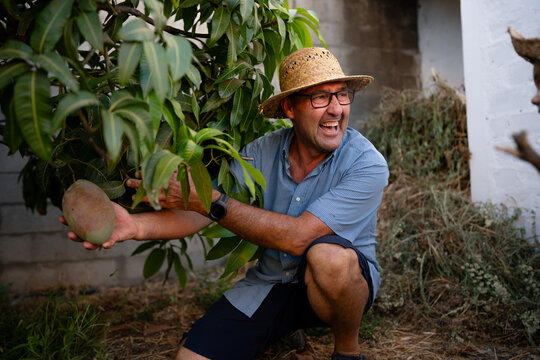 Man harvesting mango