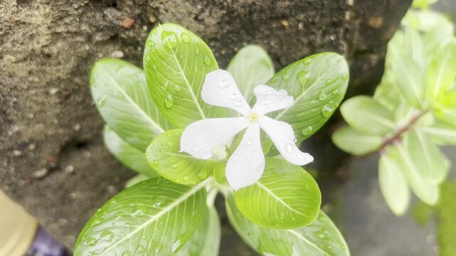 periwinkle white flowers with green leaves and fresh.
