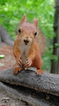 Cute Red Squirrel Standing Upright on a Tree Branch